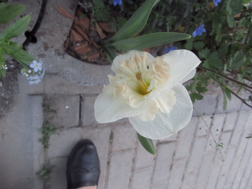  - A A Flori de gradina 1