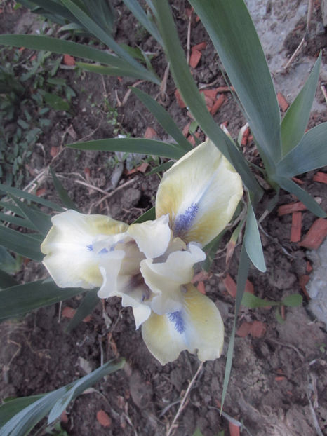  - A A Flori de gradina 1