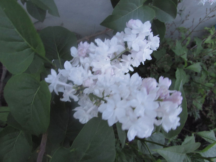  - A A Flori de gradina 1