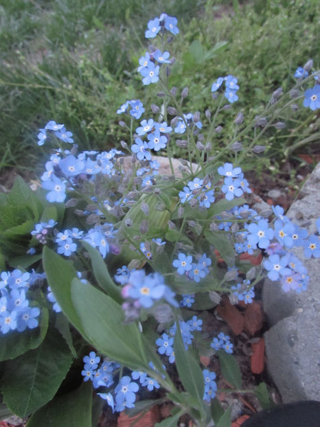  - A A Flori de gradina 1