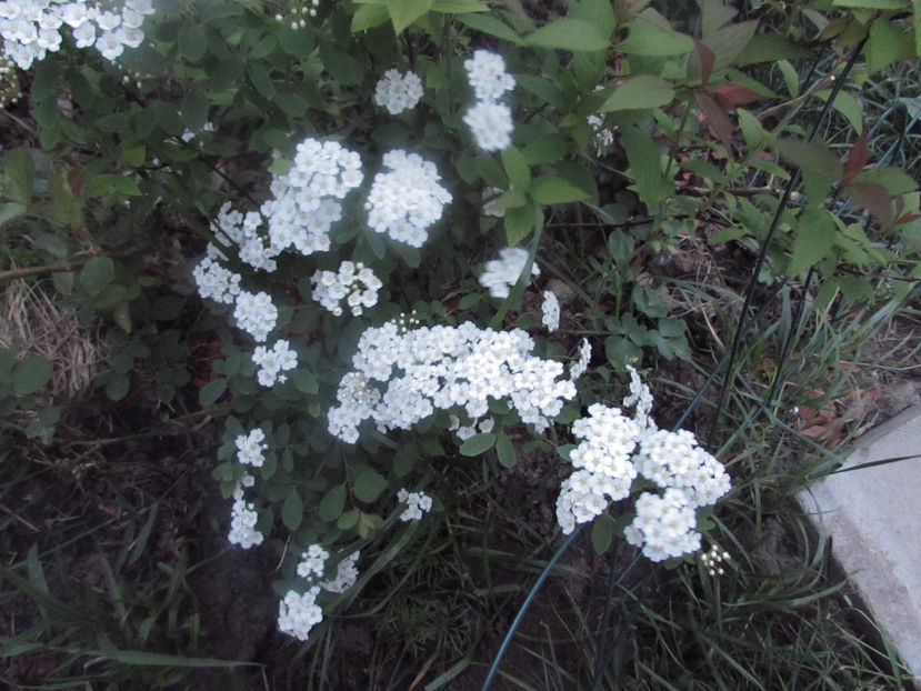  - A A Flori de gradina 1