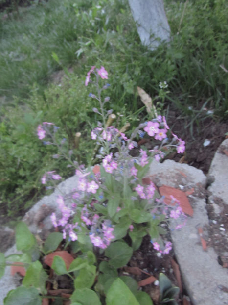  - A A Flori de gradina 1