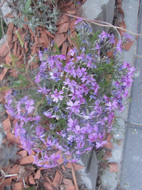  - A A Flori de gradina 1