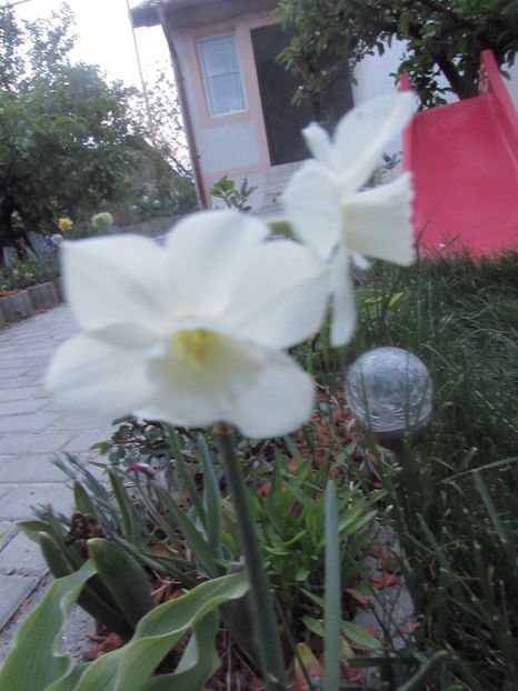  - A A Flori de gradina 1