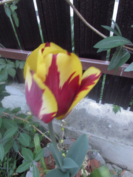  - A A Flori de gradina 1