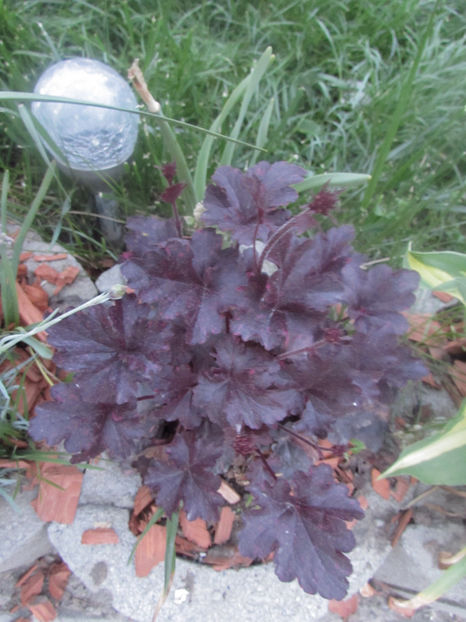  - A A Flori de gradina 1