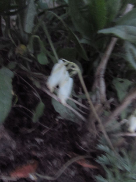  - A A Flori de gradina 1