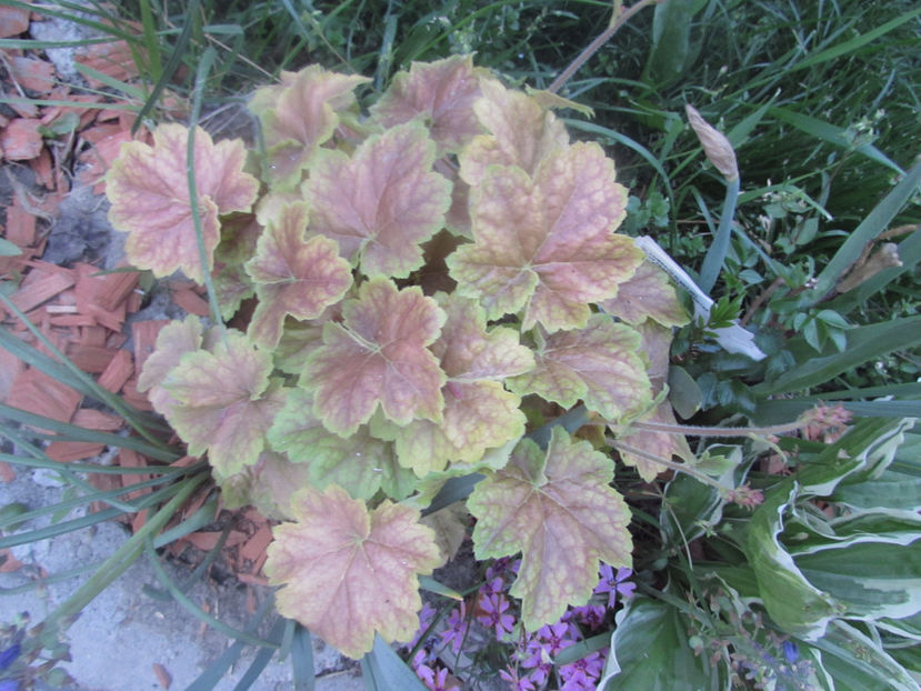  - A A Flori de gradina 1