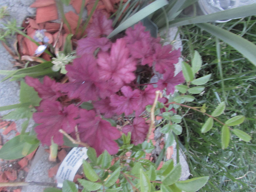  - A A Flori de gradina 1