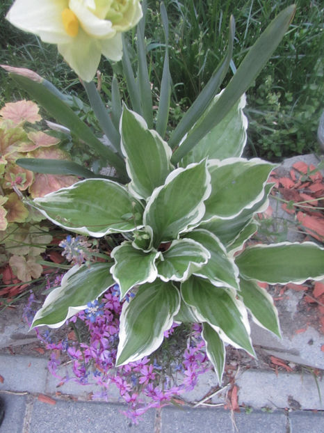  - A A Flori de gradina 1