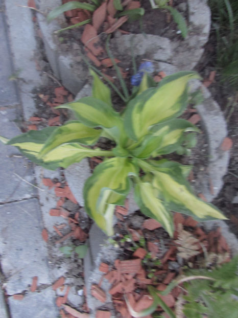  - A A Flori de gradina 1