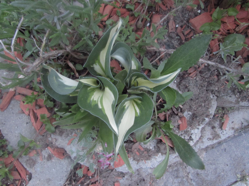  - A A Flori de gradina 1