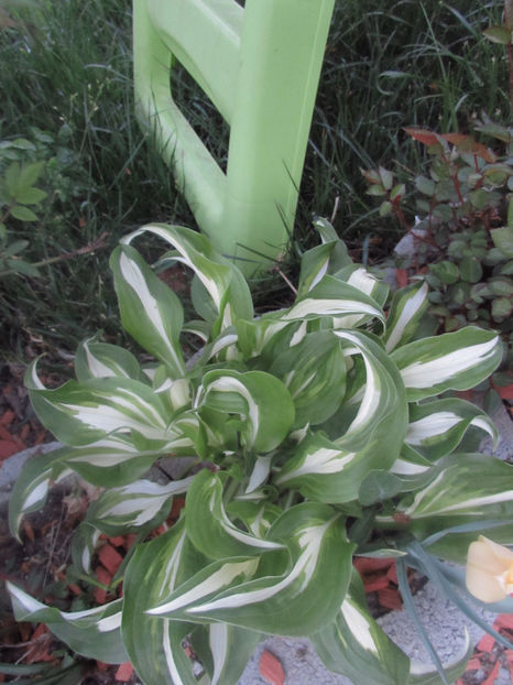  - A A Flori de gradina 1