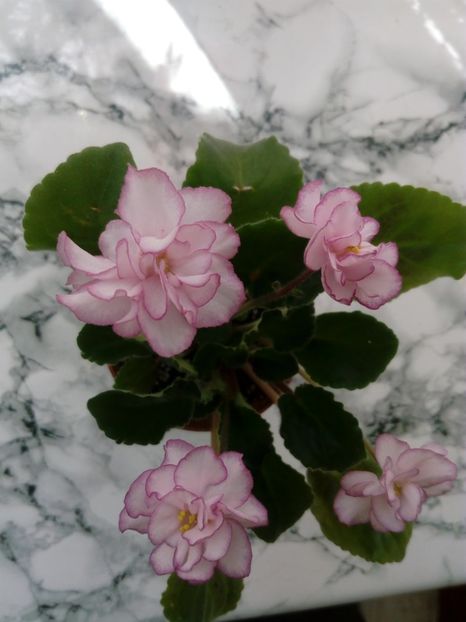 22 iunie 2019 - ZZZ___Ian Menuet