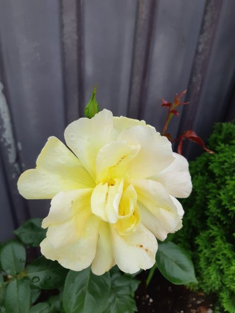 - Trandafiri 2019