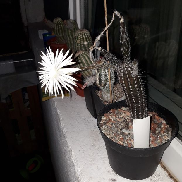  - Cactusi înfloriti 2019