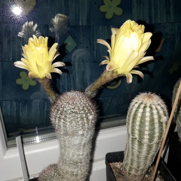 Lobivia aurea - Cactusi înfloriti 2019