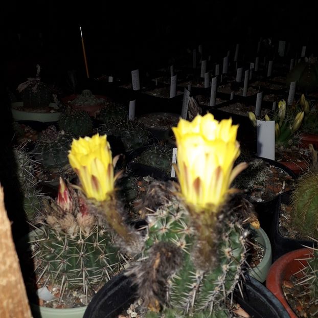  - Cactusi înfloriti 2019