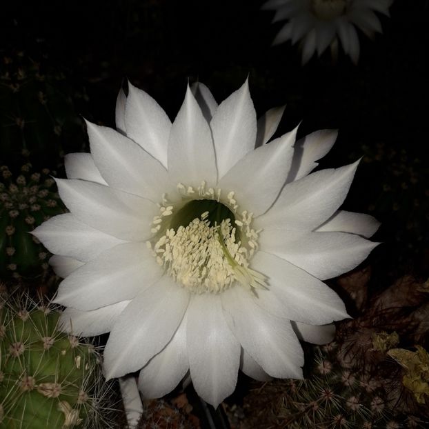  - Cactusi înfloriti 2019