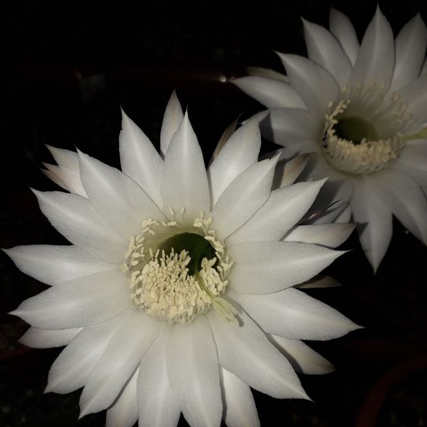 Floare nocturnă - Cactusi înfloriti 2019