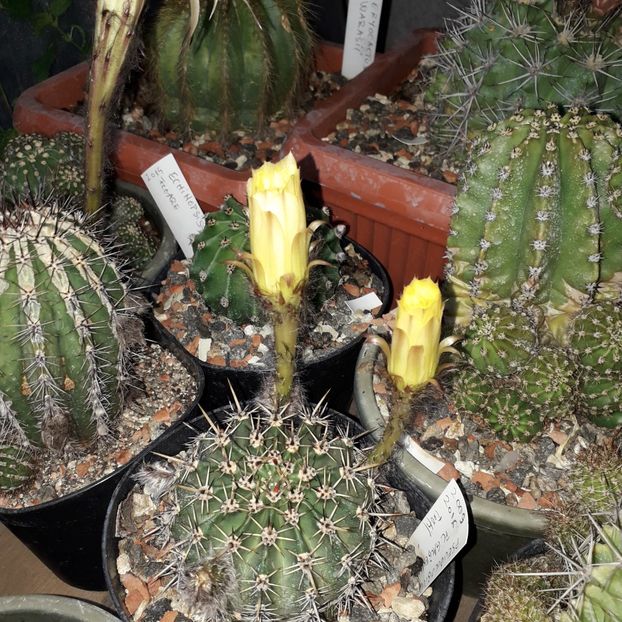  - Cactusi înfloriti 2019