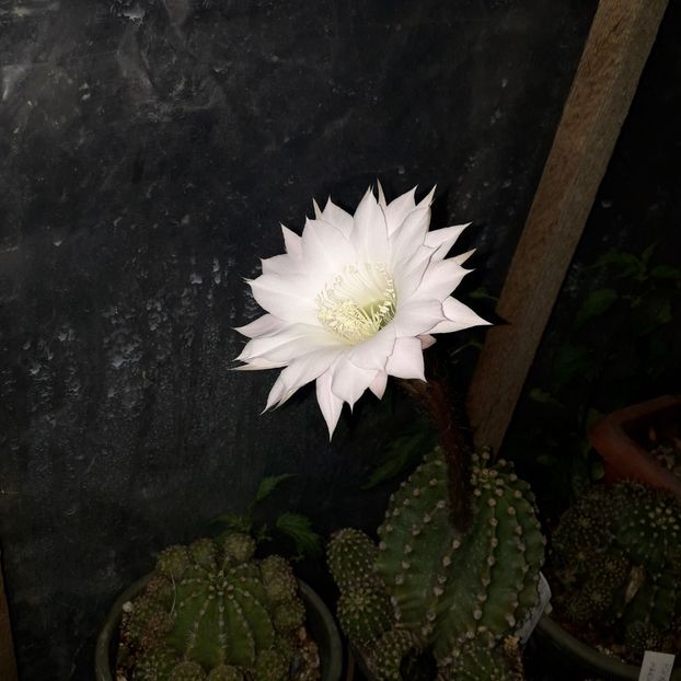  - Cactusi înfloriti 2019