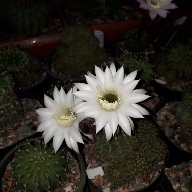  - Cactusi înfloriti 2019