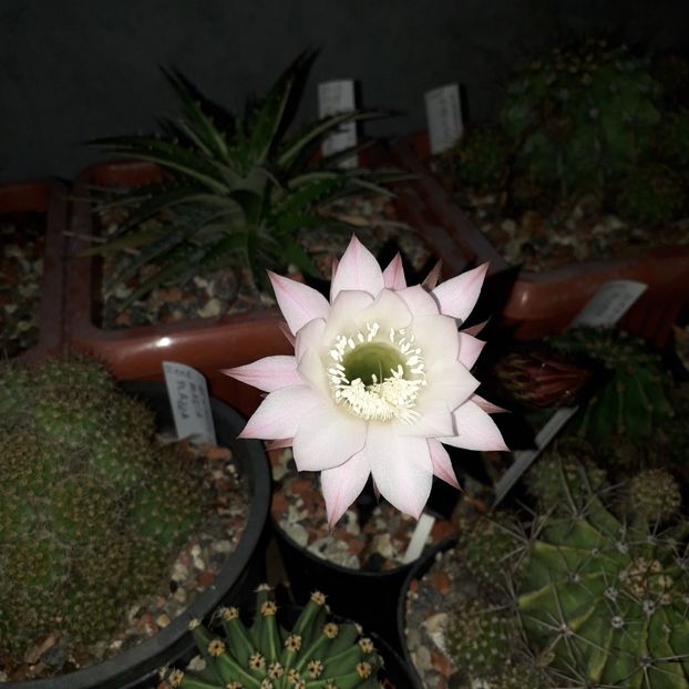  - Cactusi înfloriti 2019