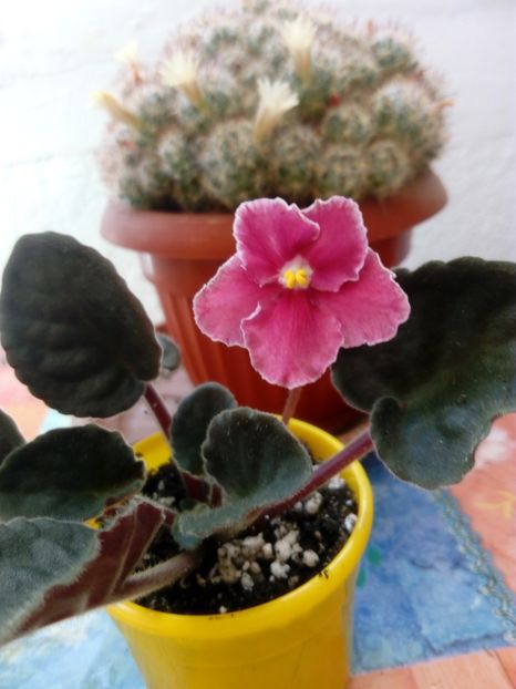 22 iunie 2019 - ZZZ____Emergency