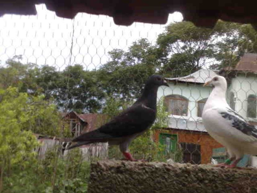  - Pui 2017-2018 -2019-2020 -2021-matca-doici-vind aproape tot lotul