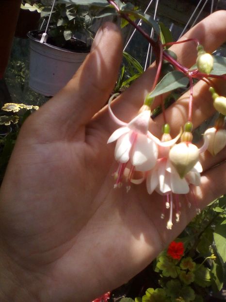 Harry gray - Fuchsia 2019