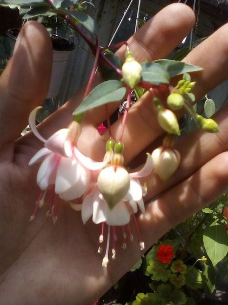 Harry gray - Fuchsia 2019