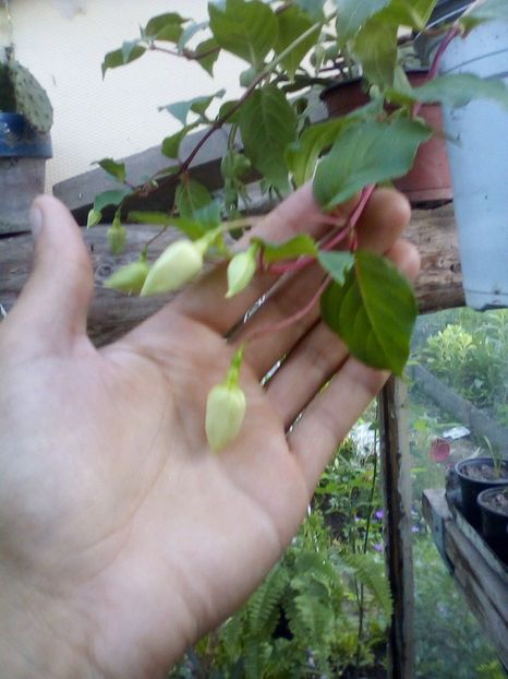 Pink marshmallow - Fuchsia 2019