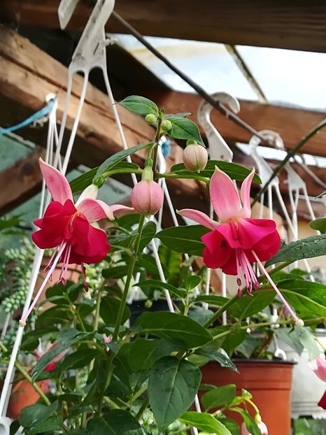 Paula jane - Fuchsia 2019