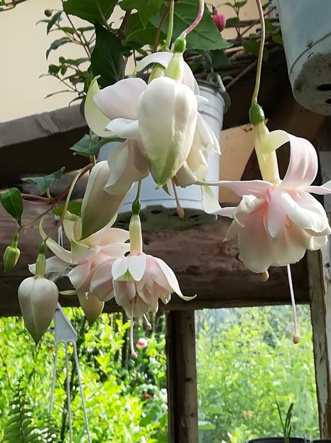 Pink marshmallow - Fuchsia 2019