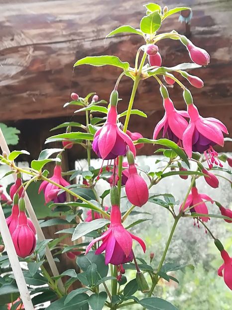Tom thumb - Fuchsia 2019