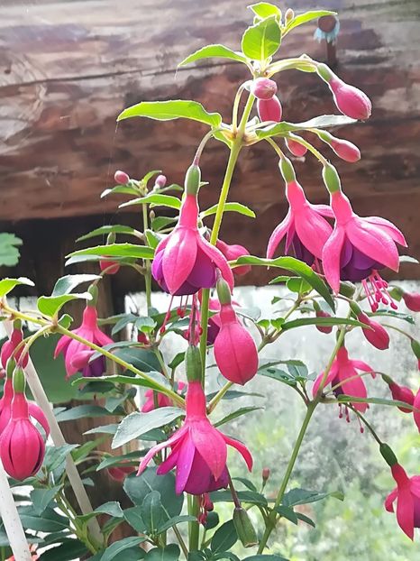 Tom thumb - Fuchsia 2019