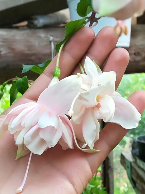 Pink marshmallow - Fuchsia 2019