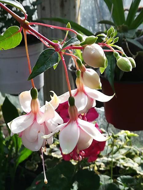 Harry gray - Fuchsia 2019