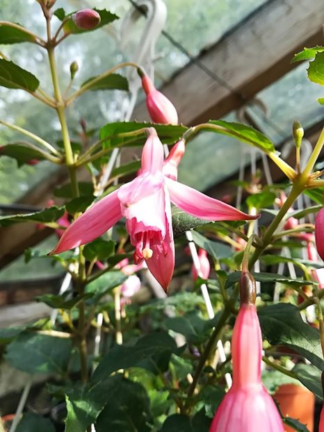 Srimp cocktail - Fuchsia 2019