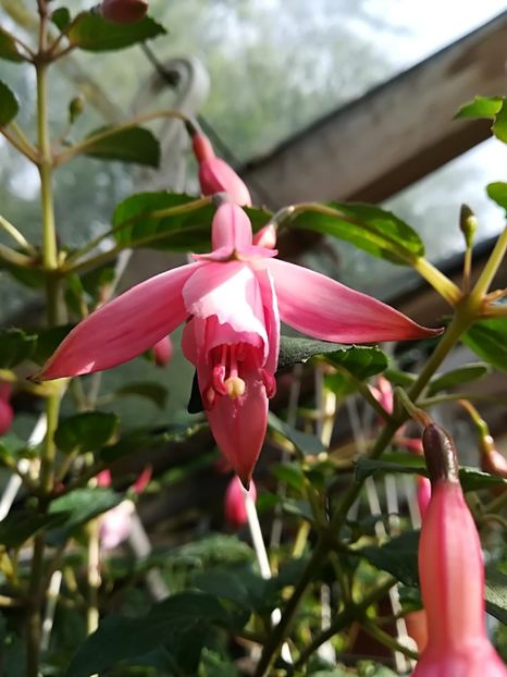 Srimp cocktail - Fuchsia 2019