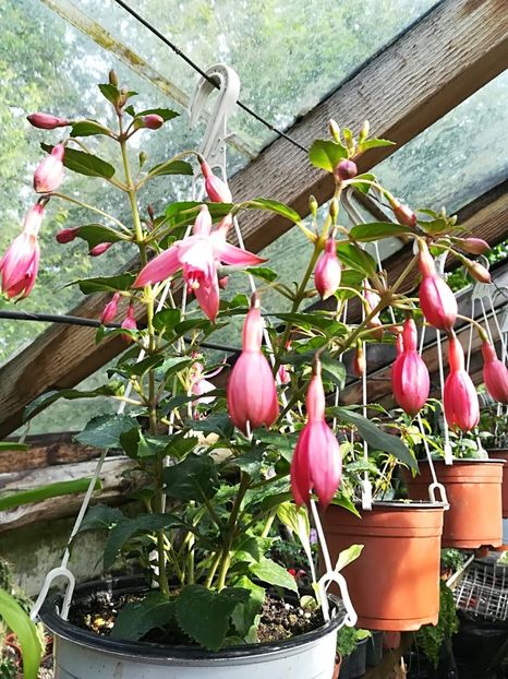 Srimp cocktail - Fuchsia 2019