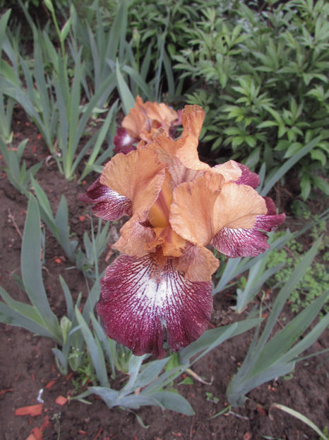  - A A Flori de gradina 1