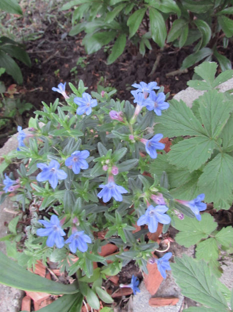  - A A Flori de gradina 1