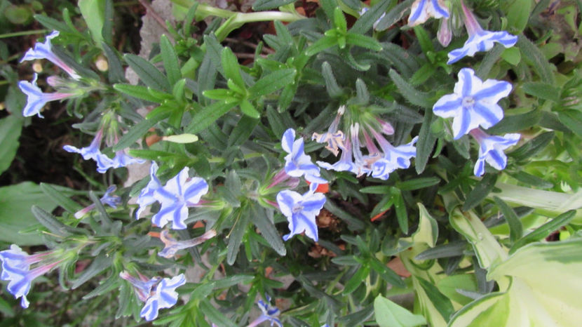  - A A Flori de gradina 1