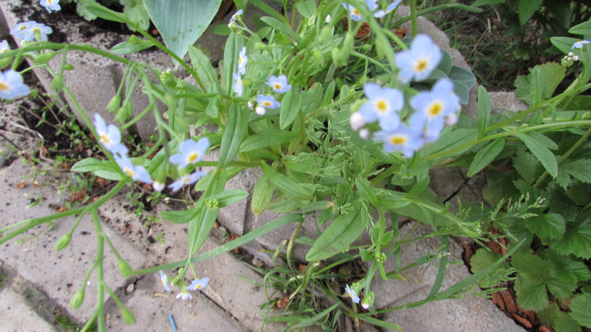  - A A Flori de gradina 1