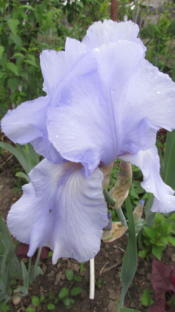  - A A Flori de gradina 1