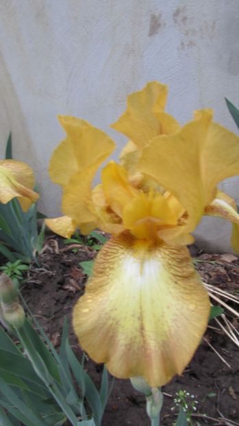  - A A Flori de gradina 1