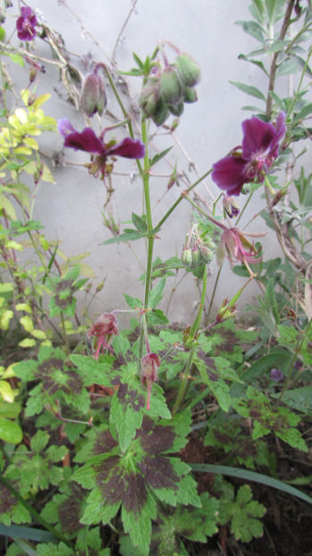  - A A Flori de gradina 1