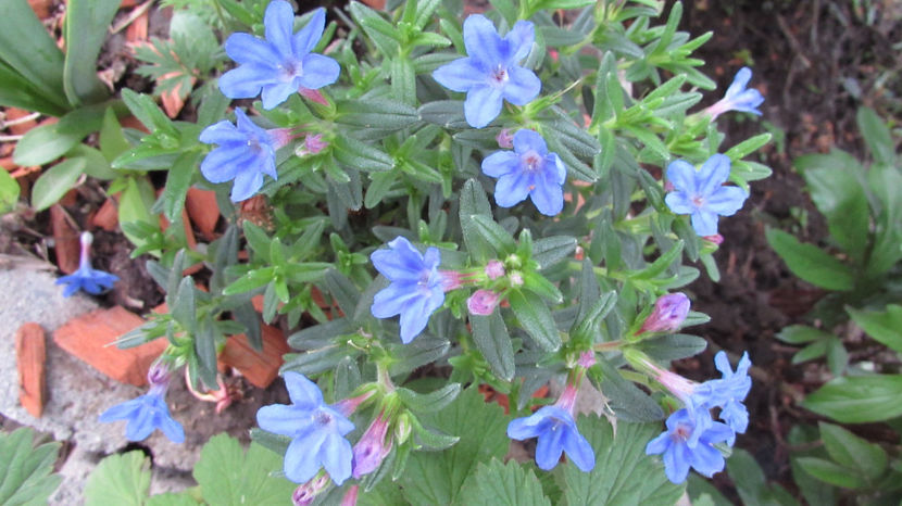  - A A Flori de gradina 1